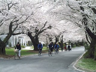 How to Visit the National Cherry Blossom Festival by Bike